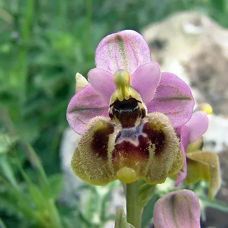 住宿加早餐酒店 Blu Gargano House 圣安吉罗山